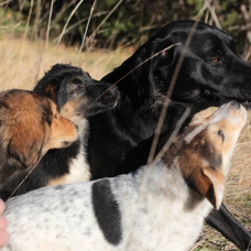 Image pour l'annonce Donne chiot croisé labrador