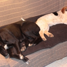 Image pour l'annonce Donne chiot croisé labrador