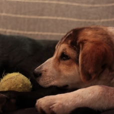 Image pour l'annonce Donne chiot croisé labrador