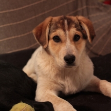 Image pour l'annonce Donne chiot croisé labrador