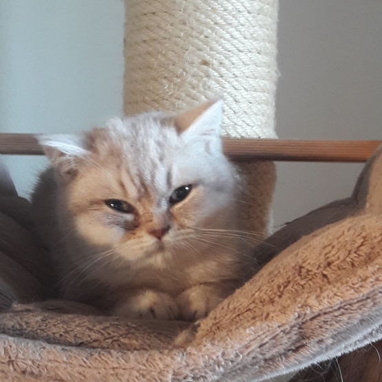 Image pour l'annonce Mezcal chaton british shorthair