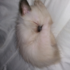 Image pour l'annonce Vends chatons siamois balinais et oriental