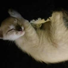 Image pour l'annonce Vends chatons siamois balinais et oriental