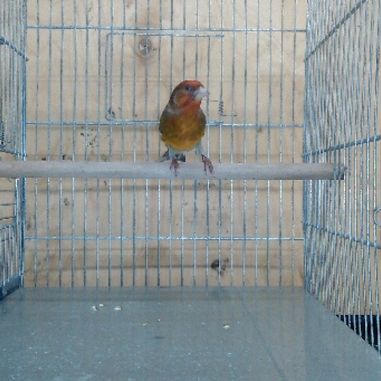 Image pour l'annonce vends canari mulet