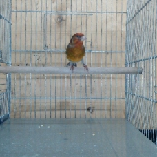 Image pour l'annonce vends canari mulet