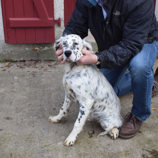 Image pour l'annonce VENDS CHIOTS MALE SETTER ANGLAIS