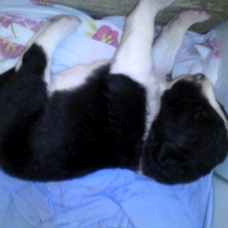 Image pour l'annonce donne chiot