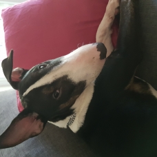 Image pour l'annonce chien a adopter
