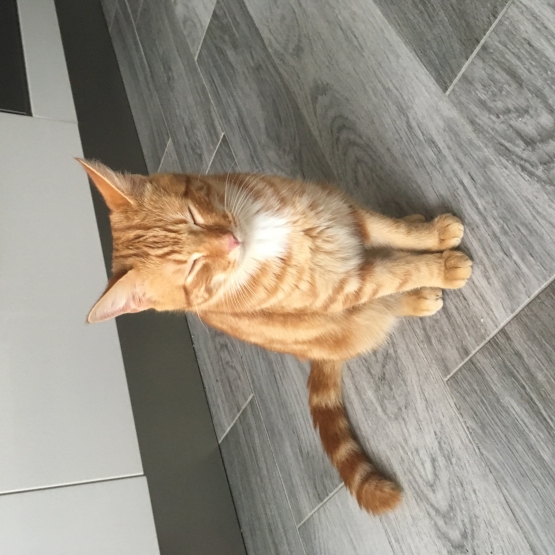 Image pour l'annonce Jeune chat abandonné cherche nouvelle famille