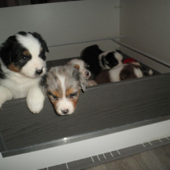 Image pour l'annonce Vends chiots type berger australien lof