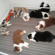 Image pour l'annonce Vends chiots type berger australien lof
