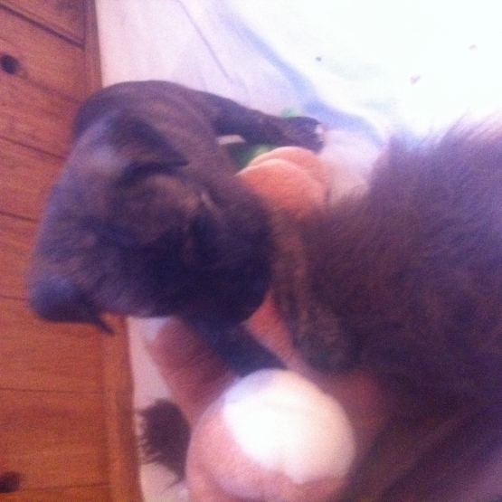 Image pour l'annonce Donne chiots husky croise labrador