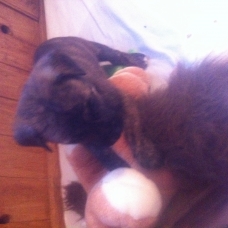 Image pour l'annonce Donne chiots husky croise labrador