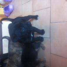 Image pour l'annonce Donne chiots husky croise labrador