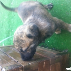 Image pour l'annonce Donne chiots husky croise labrador