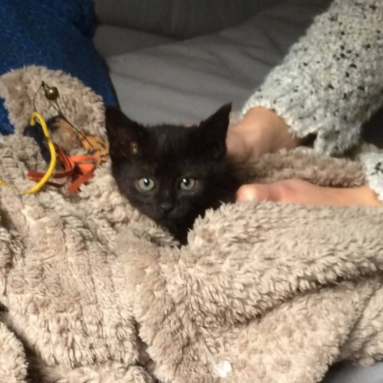 Image pour l'annonce Chaton 2 mois et demi mère Angora
