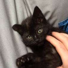 Image pour l'annonce Chaton 2 mois et demi mère Angora