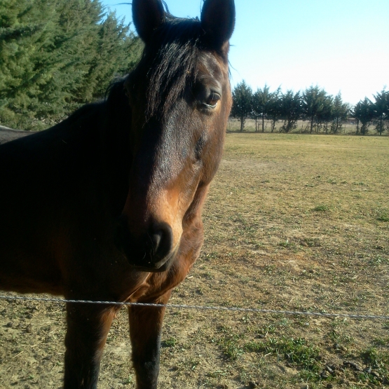 Image pour l'annonce donne cheval