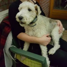Image pour l'annonce donne chien contre bons soins