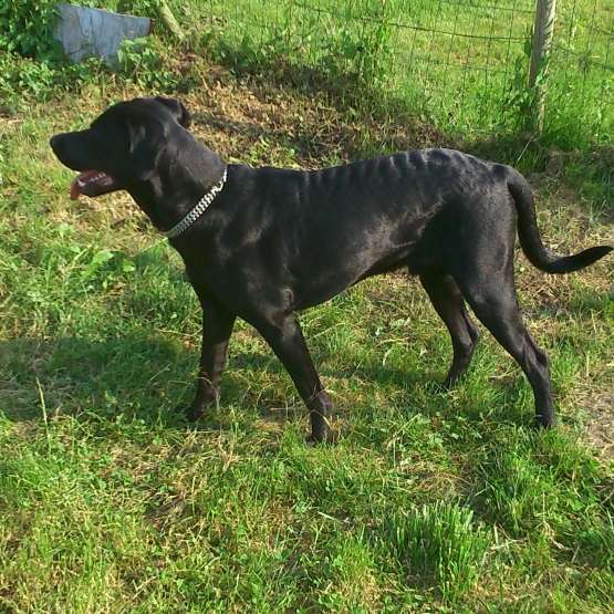 Image pour l'annonce Donne labrador croisé braque allemand