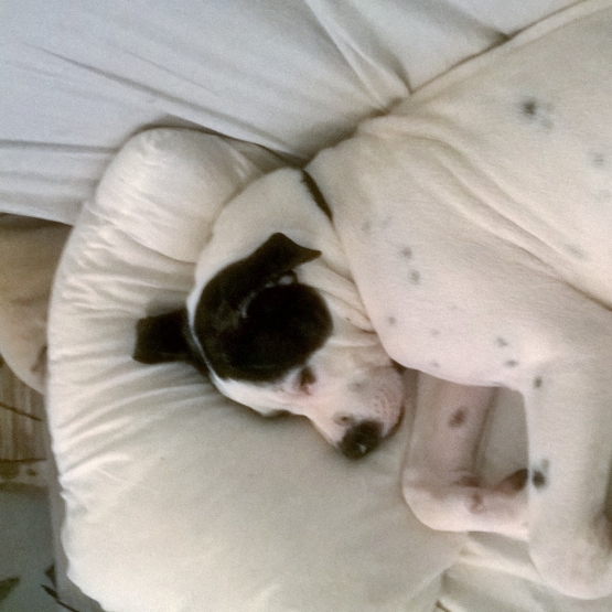 Image pour l'annonce bouledogue américain