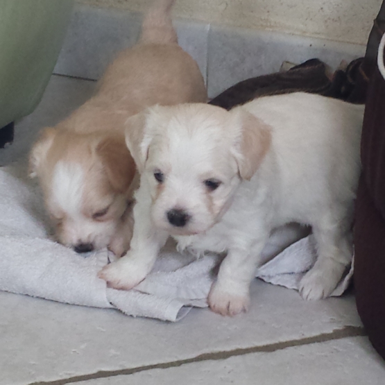 Image pour l'annonce Vends JOLIS CHIOTS BICHON MALTAIS CROISES HAVANAIS