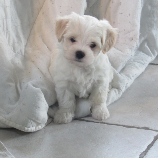 Image pour l'annonce Vends JOLIS CHIOTS BICHON MALTAIS CROISES HAVANAIS