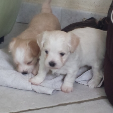 Image pour l'annonce Vends JOLIS CHIOTS BICHON MALTAIS CROISES HAVANAIS