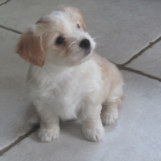 Image pour l'annonce Vends JOLIS CHIOTS BICHON MALTAIS CROISES HAVANAIS