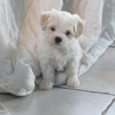 Image pour l'annonce Vends JOLIS CHIOTS BICHON MALTAIS CROISES HAVANAIS