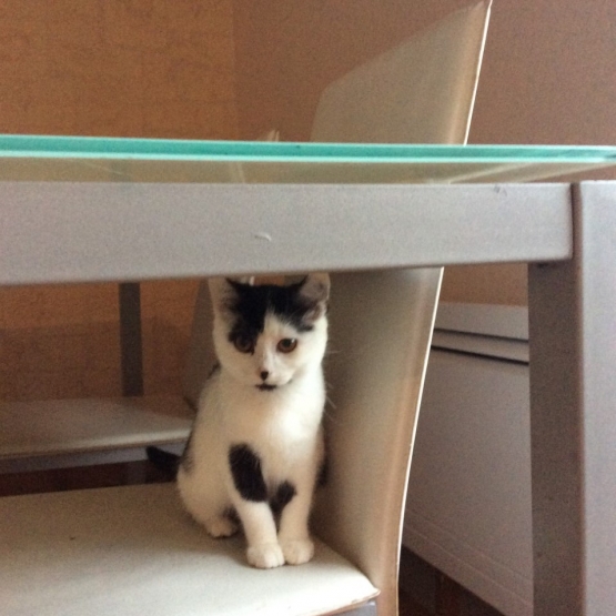 Image pour l'annonce DONNE CHATTE DE 4 MOIS