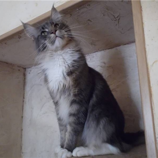 Image pour l'annonce Superbe Mâle Maine coon blue LOOF pour saillie