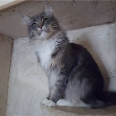Image pour l'annonce Superbe Mâle Maine coon blue LOOF pour saillie
