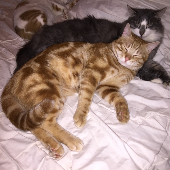 Image pour l'annonce Donne jeune chat adorable et calin