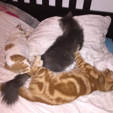 Image pour l'annonce Donne jeune chat adorable et calin