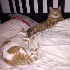 Image pour l'annonce Donne jeune chat adorable et calin