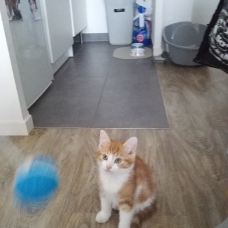 Image pour l'annonce Chaton à donner