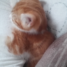 Image pour l'annonce Chaton à donner