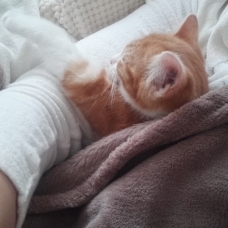 Image pour l'annonce Chaton à donner