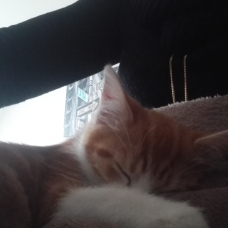 Image pour l'annonce Chaton à donner