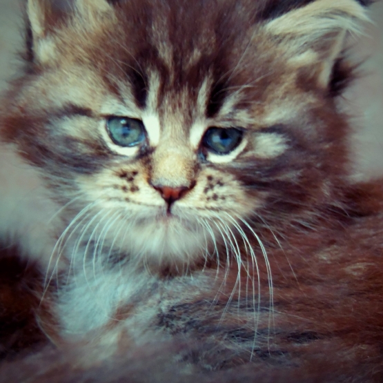 Image pour l'annonce 2 chatons main coon