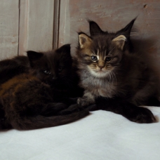 Image pour l'annonce 2 chatons main coon