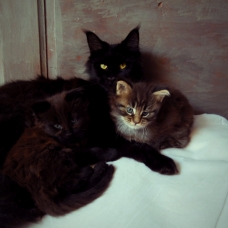 Image pour l'annonce 2 chatons main coon