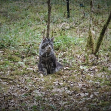 Image pour l'annonce 2 chatons main coon