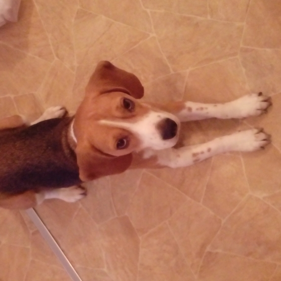 Image pour l'annonce Don beagle 3ans contre bon soin