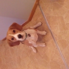 Image pour l'annonce Don beagle 3ans contre bon soin