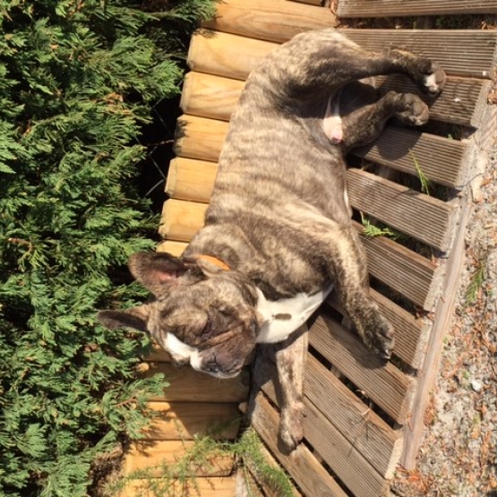 Image pour l'annonce Vends Bouledogue Français.