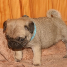 Image pour l'annonce Pure Race Chiots carlins lof