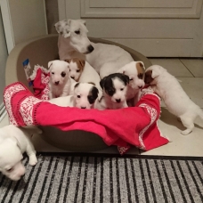 Image pour l'annonce Chiots Jack Russell / Jack Russel