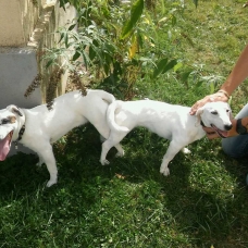 Image pour l'annonce Chiots Jack Russell / Jack Russel
